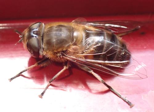 Réf. 335 206 : Eristalis similis